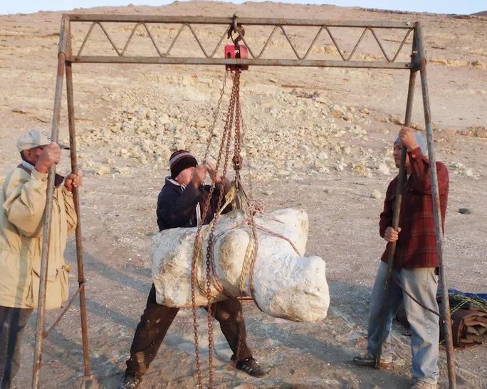 Учёные описали самое тяжёлое животное в истории