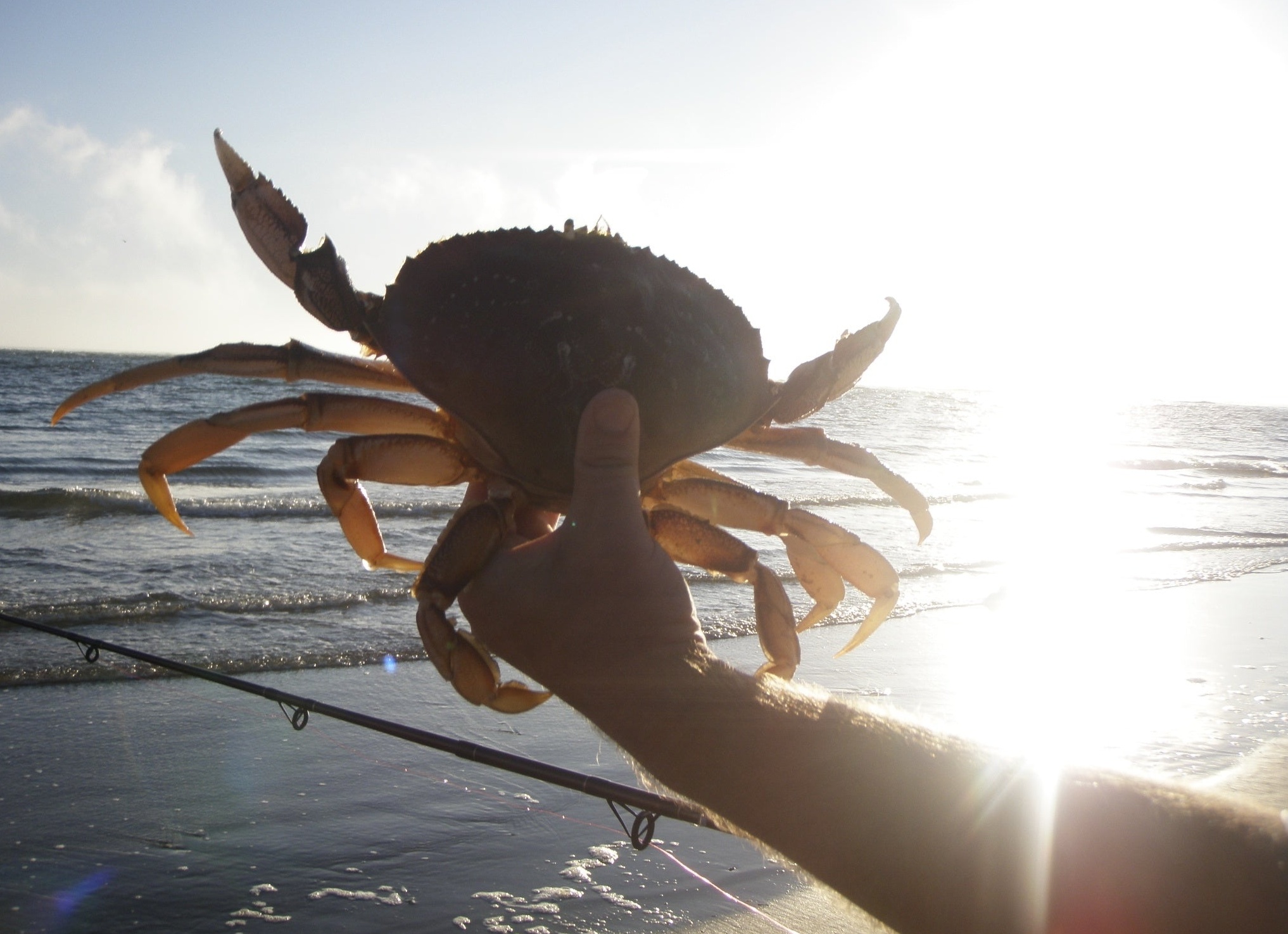 Морские биологи смогли поймать на видео редкого кальмара — второй раз за всю историю